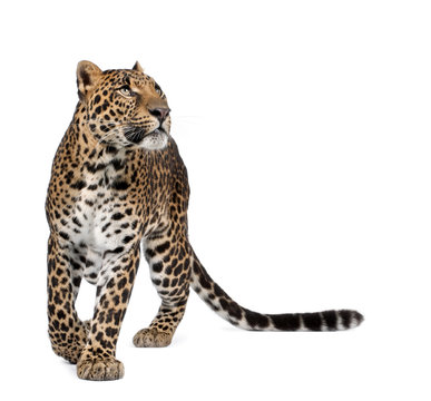 Leopard, walking and looking up against white background