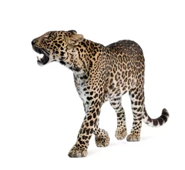 Selbstklebende Fototapeten Leopard, gehend und knurrend vor weißem Hintergrund © Eric Isselée