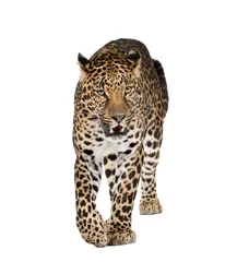 Poster Leopard walking and snarling against white background © Eric Isselée