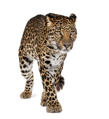 Leopard walking against white background, studio shot - obrazy, fototapety, plakaty