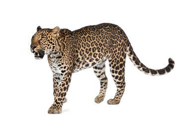 Leopard walking in front of a white background, studio shot © Eric Isselée