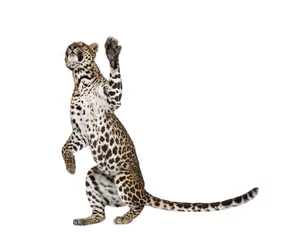 Fototapeten Leopard reaching up against white background, studio shot © Eric Isselée