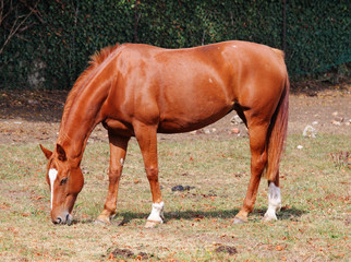 Bay Horse Grazing in a meadow