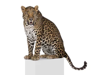 Poster Leopard on pedestal against white background, studio shot © Eric Isselée