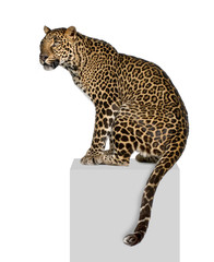 Fototapeta premium Portrait of leopard on pedestal against white background