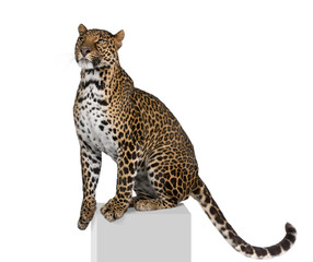 Naklejka premium Leopard on pedestal against white background, studio shot