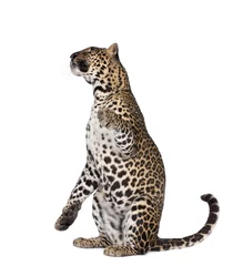 Abwaschbare Fototapete Porträt des Leoparden, der vor weißem Hintergrund sitzt © Eric Isselée
