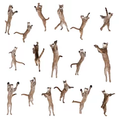 Fotobehang Multiple Pumas jumping in air against white background © Eric Isselée