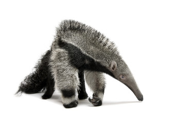 Young Giant Anteater, walking in front of white background