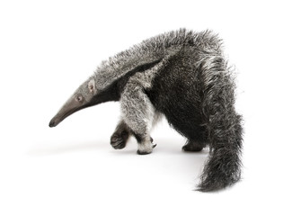 Young Giant Anteater, walking in front of white background