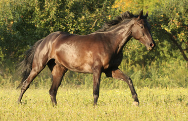 Bay horse running on meadow