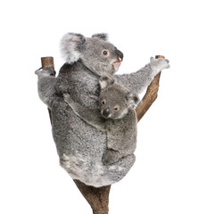 Koala bears climbing tree in front of white background