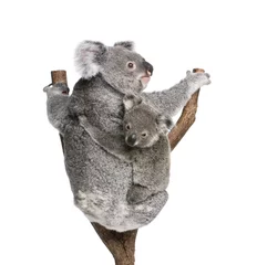 Papier Peint photo autocollant Koala Koala bears climbing tree in front of white background
