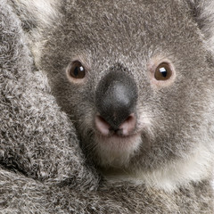Gros plan de l& 39 ours Koala, Phascolarctos cinereus, 9 mois