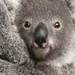 Papier Peint photo Lavable Koala Gros plan de l& 39 ours Koala, Phascolarctos cinereus, 9 mois