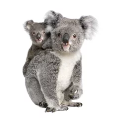 Zelfklevend Fotobehang Koala Portret van koalaberen, voor witte achtergrond
