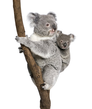 Koala bears climbing tree, in front of white background