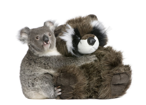 Koala bear hugging teddy bear, in front of white background