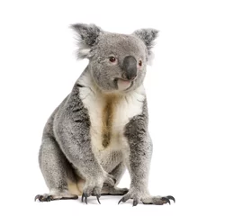 Foto op Plexiglas Portret van mannelijke koala beer, voor witte achtergrond © Eric Isselée