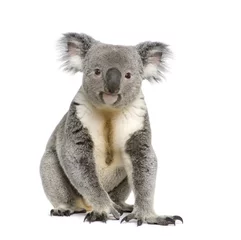 Deurstickers Koala Portret van mannelijke koala beer, voor witte achtergrond