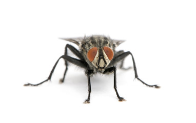 Portrait of flesh fly, in front of white background, studio shot