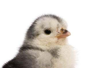 Chick, 2 days old, in front of white background, studio shot