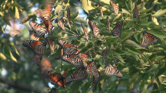 Monarch Butterfly Migration Cluster