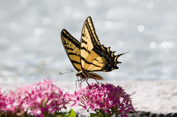 swallowtail butterfly