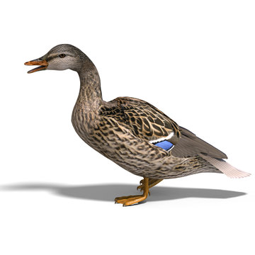 female duck mallard