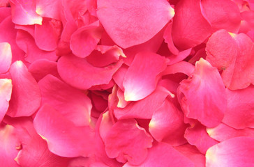 Blütenblätter von rosa Rosen als Hintergrund