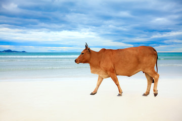 Cow on the beach