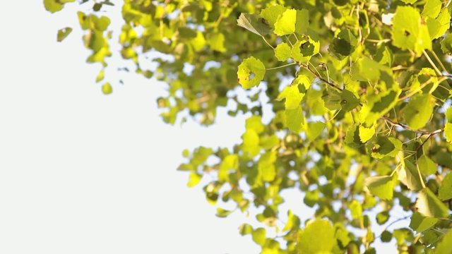 asp or aspen branch at windy autumn sunrise