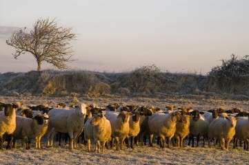Moutons de près salès (mouton d'estran) en Baie de Somme