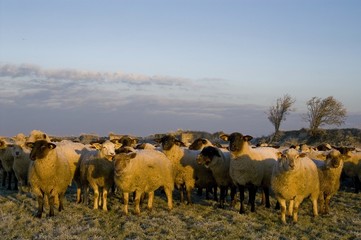Fototapeta premium Moutons de près salès (mouton d'estran) en Baie de Somme