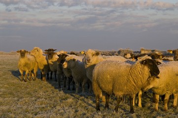Moutons de près salès (mouton d'estran) en Baie de Somme