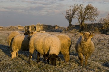 Moutons de près salès (mouton d'estran) en Baie de Somme