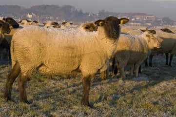 Moutons de près salès (mouton d'estran) en Baie de Somme
