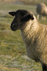 Fototapeta premium Moutons de près salès (mouton d'estran) en Baie de Somme