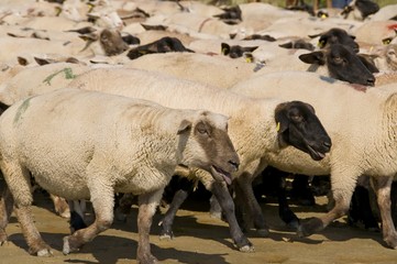 Transhumance des moutons de prés-salés moutons (d'estran) en Bai
