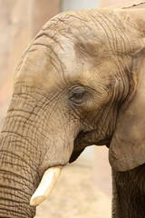 Portrait of an african elephant