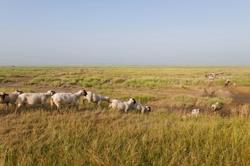Obraz premium Sortie des moutons de près salés en Baie de Somme