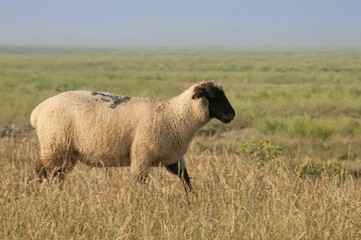 Sortie des moutons de près salés en Baie de Somme