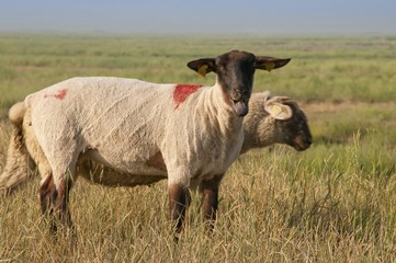 Sortie des moutons de près salés en Baie de Somme