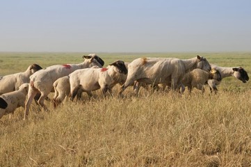 Obraz premium Sortie des moutons de près salés en Baie de Somme