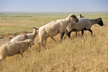Sortie des moutons de près salés en Baie de Somme