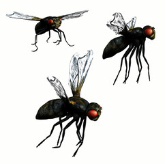 Flies