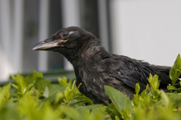 Rabenkrähe Jungvogel Wildvogel
