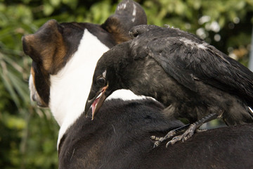 Rabenkrähe Jungvogel Wildvogel
