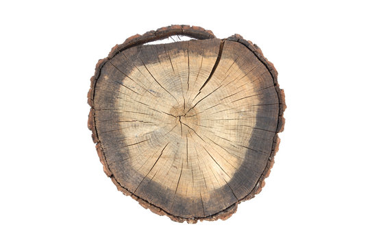 cut section of oak trunk
