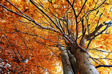 Autumn  colorful trees